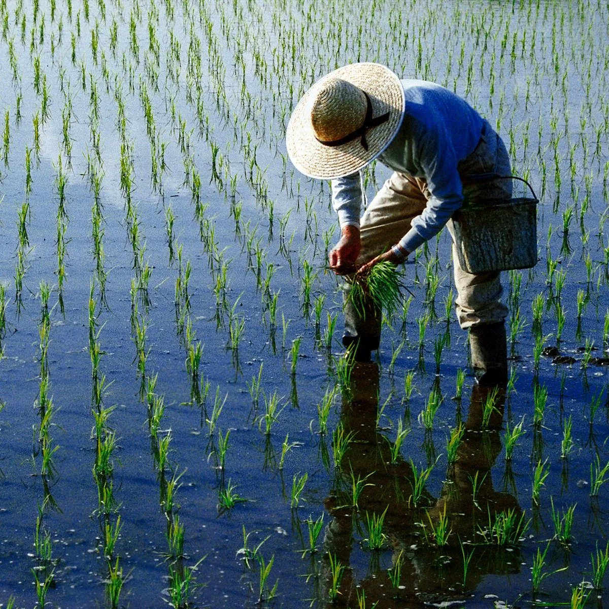 Japanese Premium Rice - Milky Queen